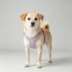 Pettorina per Cani Luxury con Finiture Dorate (Lilla)