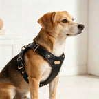 Pettorina per Cani Luxury con Finiture Dorate (Nero)